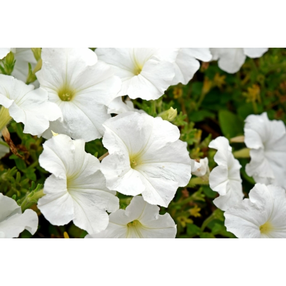 Petunia - Fehér petúnia