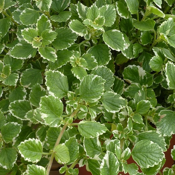 Plectranthus - Szúnyogűző