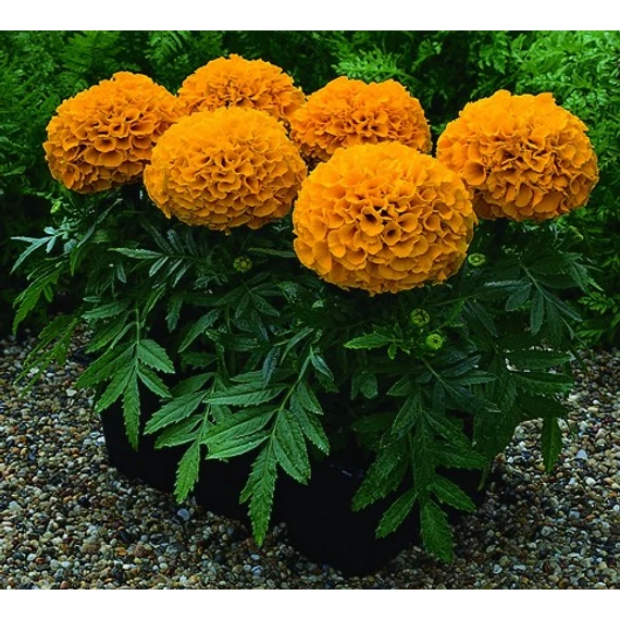 Tagetes - Narancssárga bársonyvirág