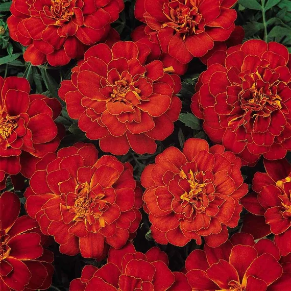 Tagetes - Piros bársonyvirág