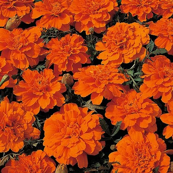 Tagetes - Narancssárga bársonyvirág