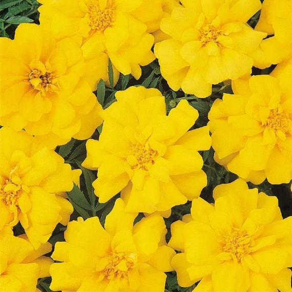 Tagetes - Citromsárga bársonyvirág