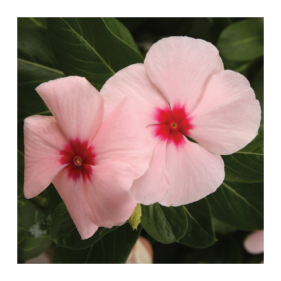Catharanthus - Barack színű rózsameténg