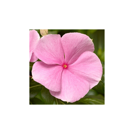 Catharanthus - Halvány rózsaszín rózsameténg