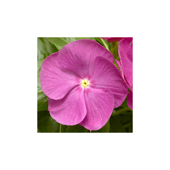 Catharanthus - Lila rózsameténg