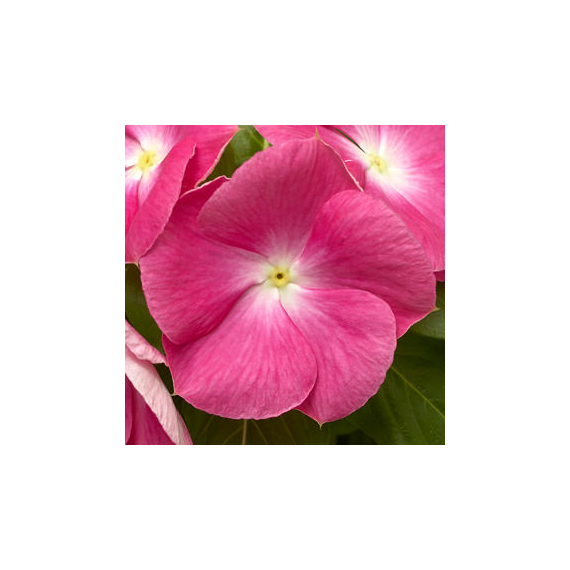 Catharanthus - Rózsaszín rózsameténg