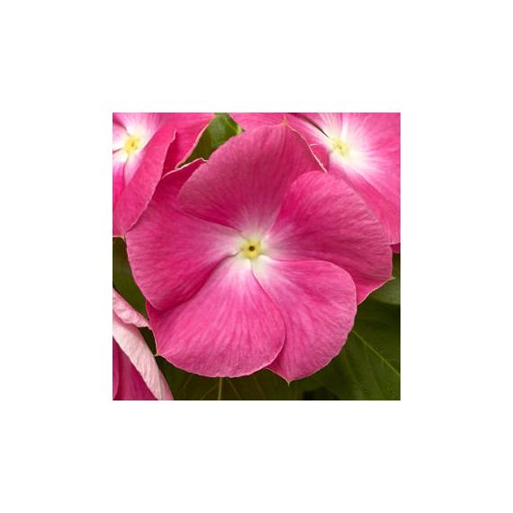 Catharanthus - Rózsaszín rózsameténg