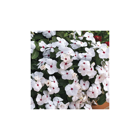 Catharanthus - Fehér szemes rózsameténg