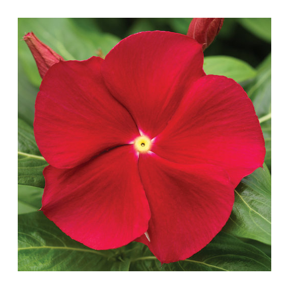 Catharanthus - Piros rózsameténg
