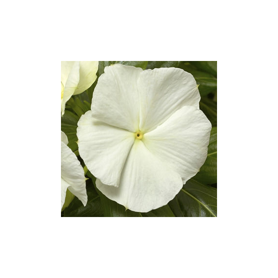 Catharanthus - Fehér rózsameténg
