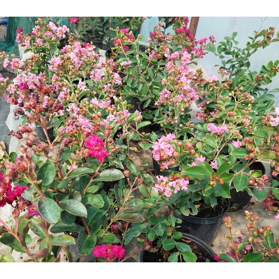 Lagerstoemia indica - Kínai selyemmirtusz