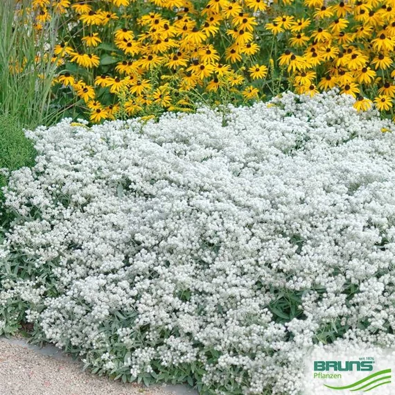 Anaphalis triplinervis 'Sommerschnee' - Ezüstös gyöngykosárka