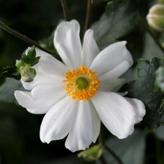 Anemone hupehensis 'Snow Angel' - Kínai/Őszi szellőrózsa