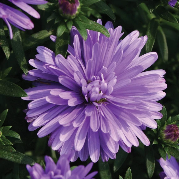Aster novi-belgii 'Henry I Blue' - Őszirózsa