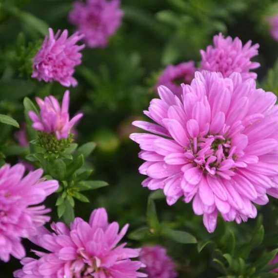 Aster novi-belgii 'Henry I Pink' - Őszirózsa