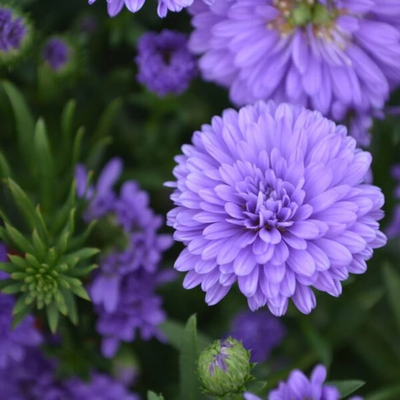 Aster novi-belgii 'Henry I Purple' - Őszirózsa