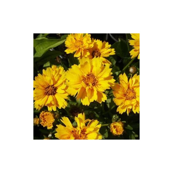 Coreopsis grandiflora 'Illico' - Menyecskeszem