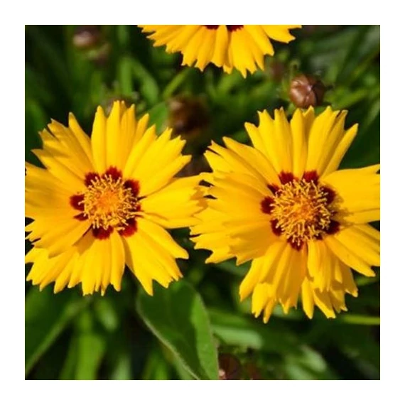 Coreopsis grandiflora 'Andiamo Yellow Red' - Menyecskeszem