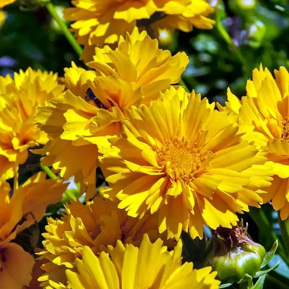 Coreopsis grandiflora 'Early Sunrise' - Menyecskeszem