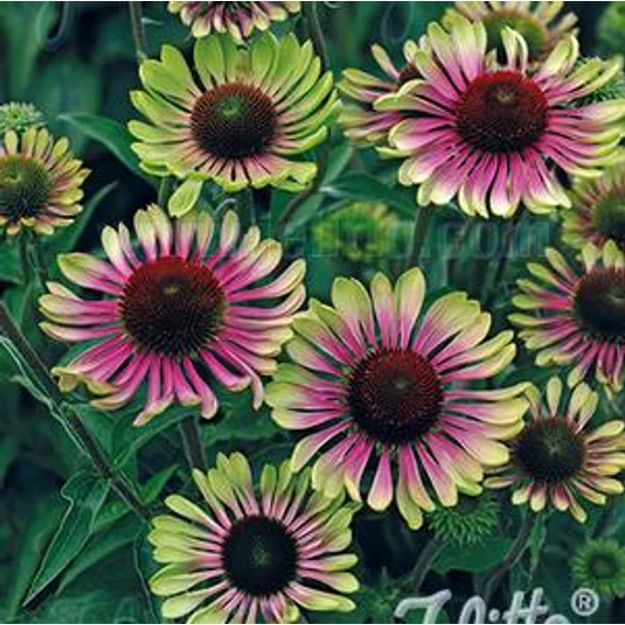 Echinacea purpurea 'Prairie Blaze Vintage Lime' - Kasvirág