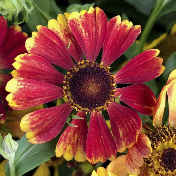 Helenium autumnale 'HayDay Red Bicolor' - Őszi napfényvirág