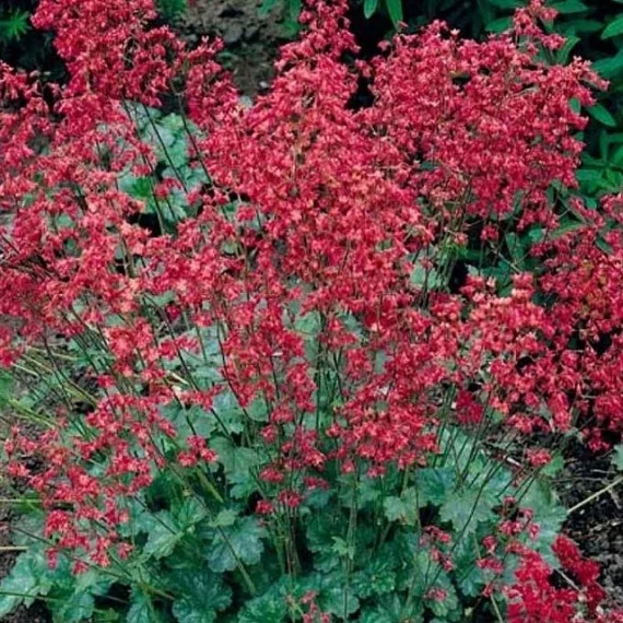 Heuchera sanguinea 'Coral Forest' -  Vérvörös tűzeső