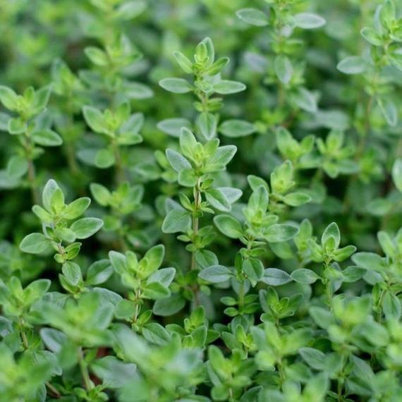 Thymus vulgaris - Kakukkfű