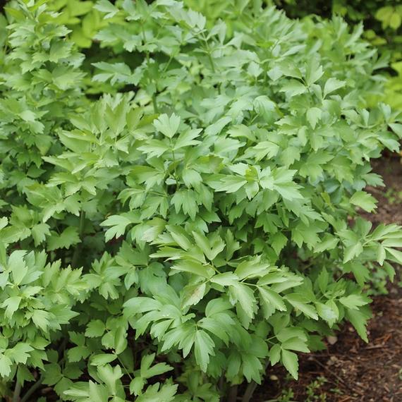 Levisticum officinale - Lestyán