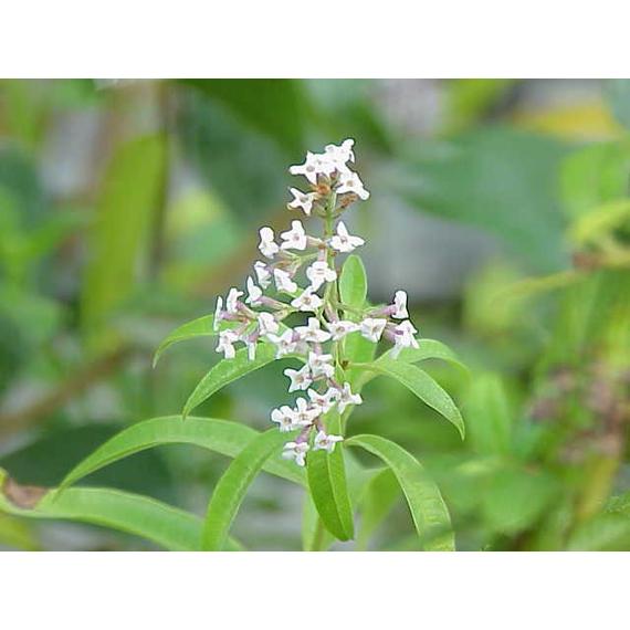 Lippia citriodora - Citromverbéna