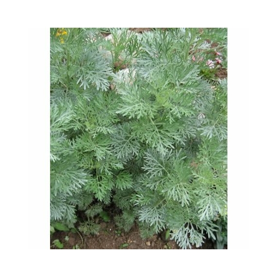 Artemisia arborescens - Istenfa (Cola illatú üröm)