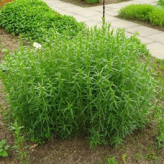 Artemisia dracunculus - Francia tárkony