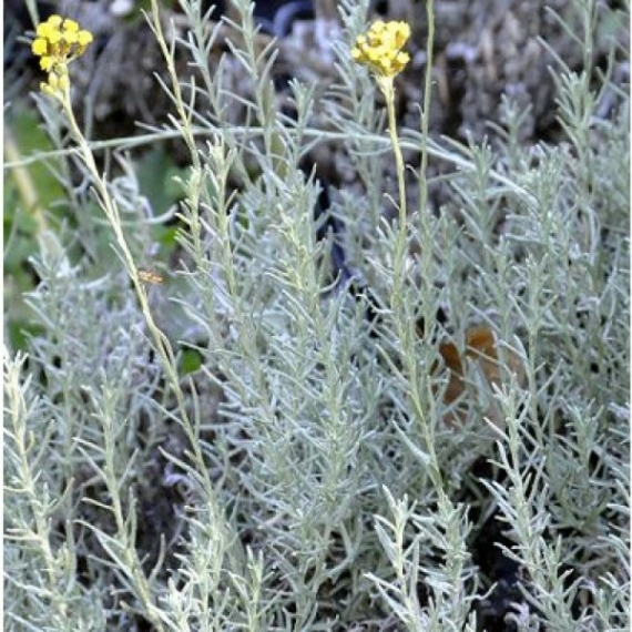 Helichrysum italicum - Olasz szalmagyopár (curryfű)