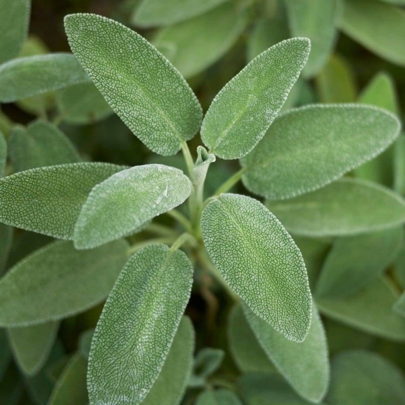 Salvia officinalis - Orvosi zsálya