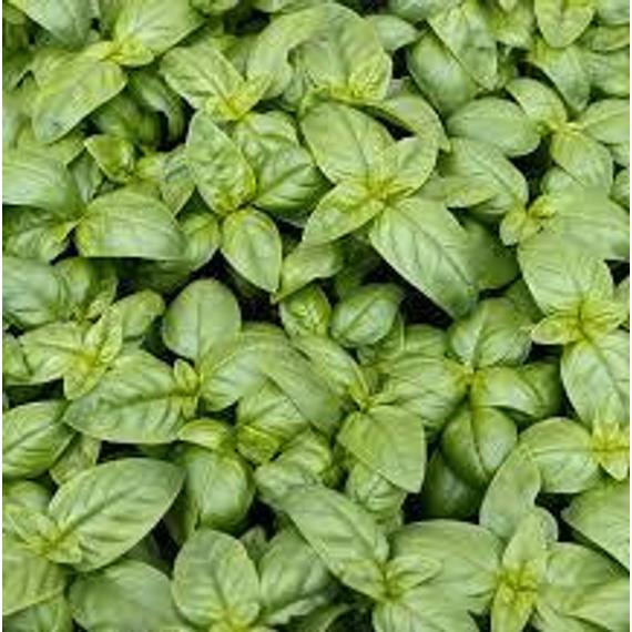 Ocimum basilicum 'Italiano Classico' - Bazsalikom