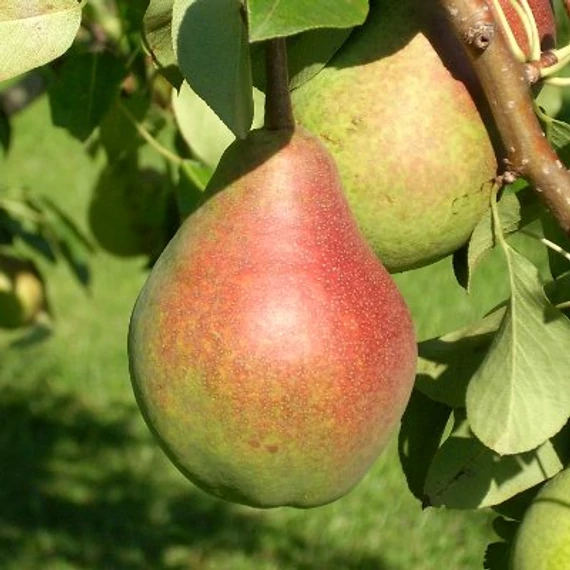 Clapp kedveltje