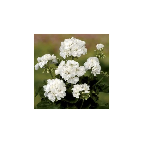 Pelargonium - Fehér álló muskátli