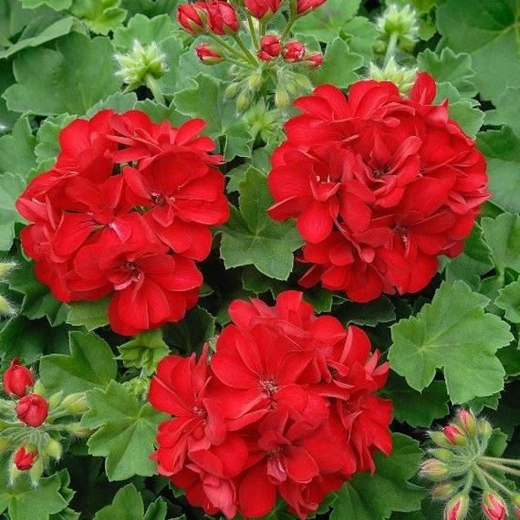 Pelargonium - Piros félfutó muskátli
