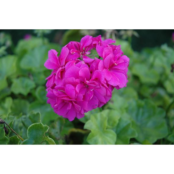 Pelargonium - Lila félfutó muskátli