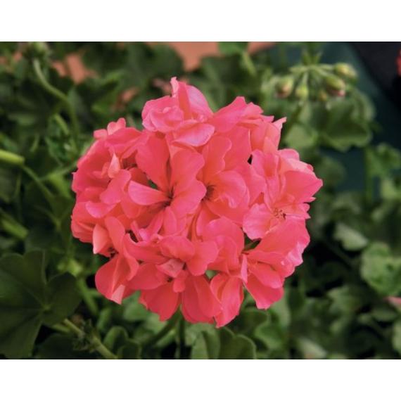 Pelargonium - Barack színű félfutó muskátli