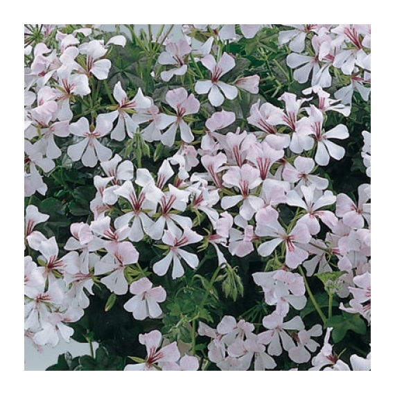 Pelargonium - Fehér futó muskátli
