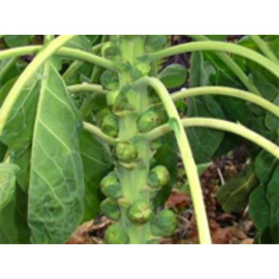 Brassica oleracea var gemmifera 'Rosella' - Bimbóskel