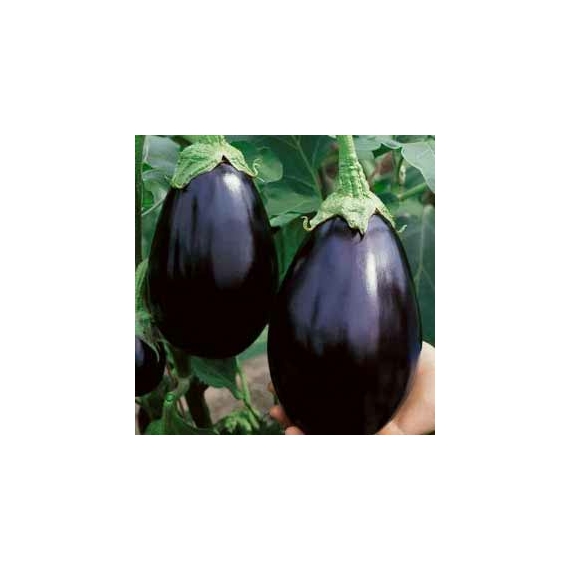 Solanum melongena 'Black Beauty' - Padlizsán