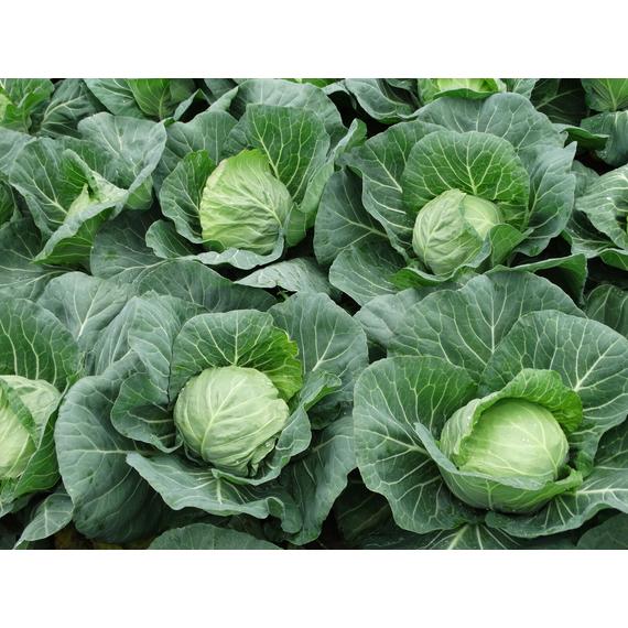 Brassica oleracea var. capitata f. alba 'Szentesi korai' - Fejes káposzta