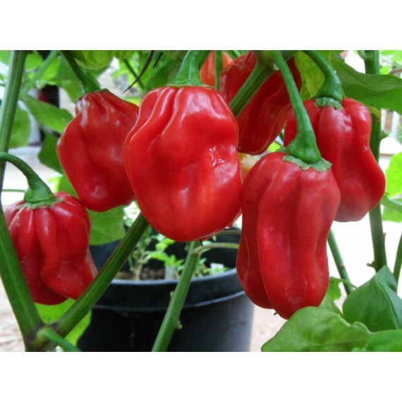 Capsicum annuum 'Habanero Red' - Csípős paprika, chili