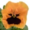 Viola x wittrockiana - Narancssárga szemes árvácska (Orange Blotch)
