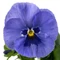 Viola x wittrockiana - Ezüstkék szemes árvácska (Metallic Blue Blotch)