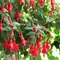Fuchsia - Fukszia