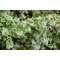 Helichrysum - Szalmagyopár tarka