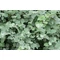 Helichrysum - Szalmagyopár szürke
