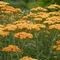 Achillea millefolium 'Desert Eve Terracotta' - Közönséges cickafark